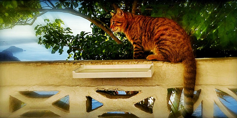 Faro Cat Photo
